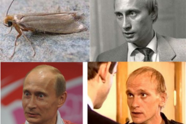 Ссылка на кракена для тора